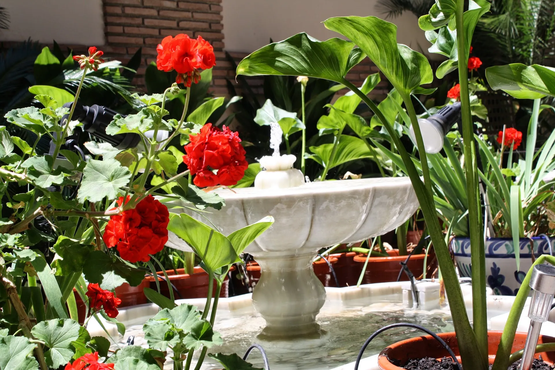 The marble fountain among geraniums
