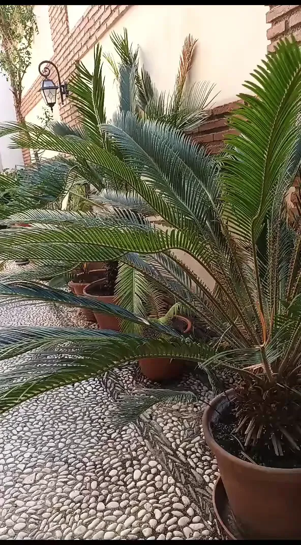 Palms and traditional pebble paving